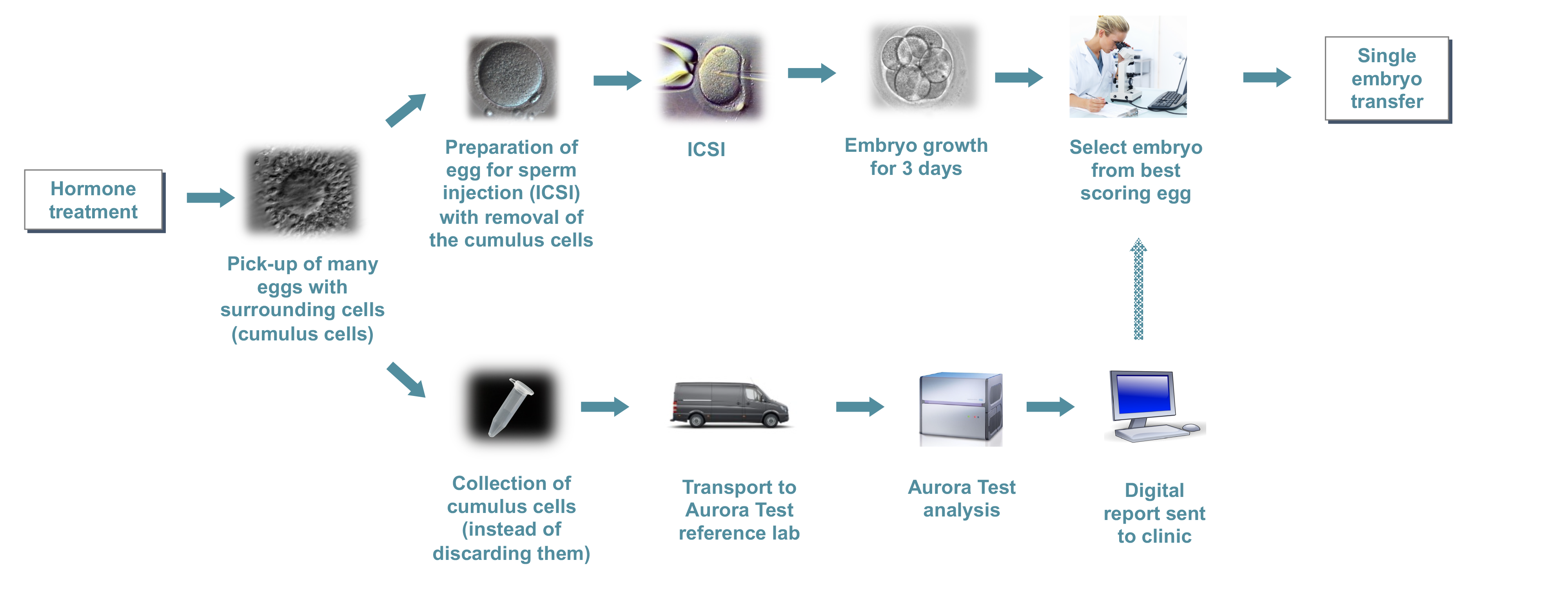 Aurora test for ICSI - Patients - Fertiga